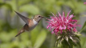 Plants That Attract Hummingbirds