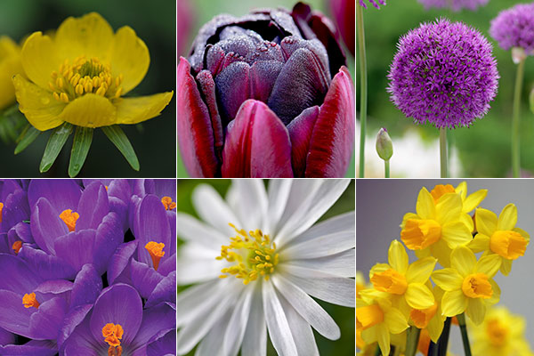 Fall Bulb Planting Tips For Spring Color!