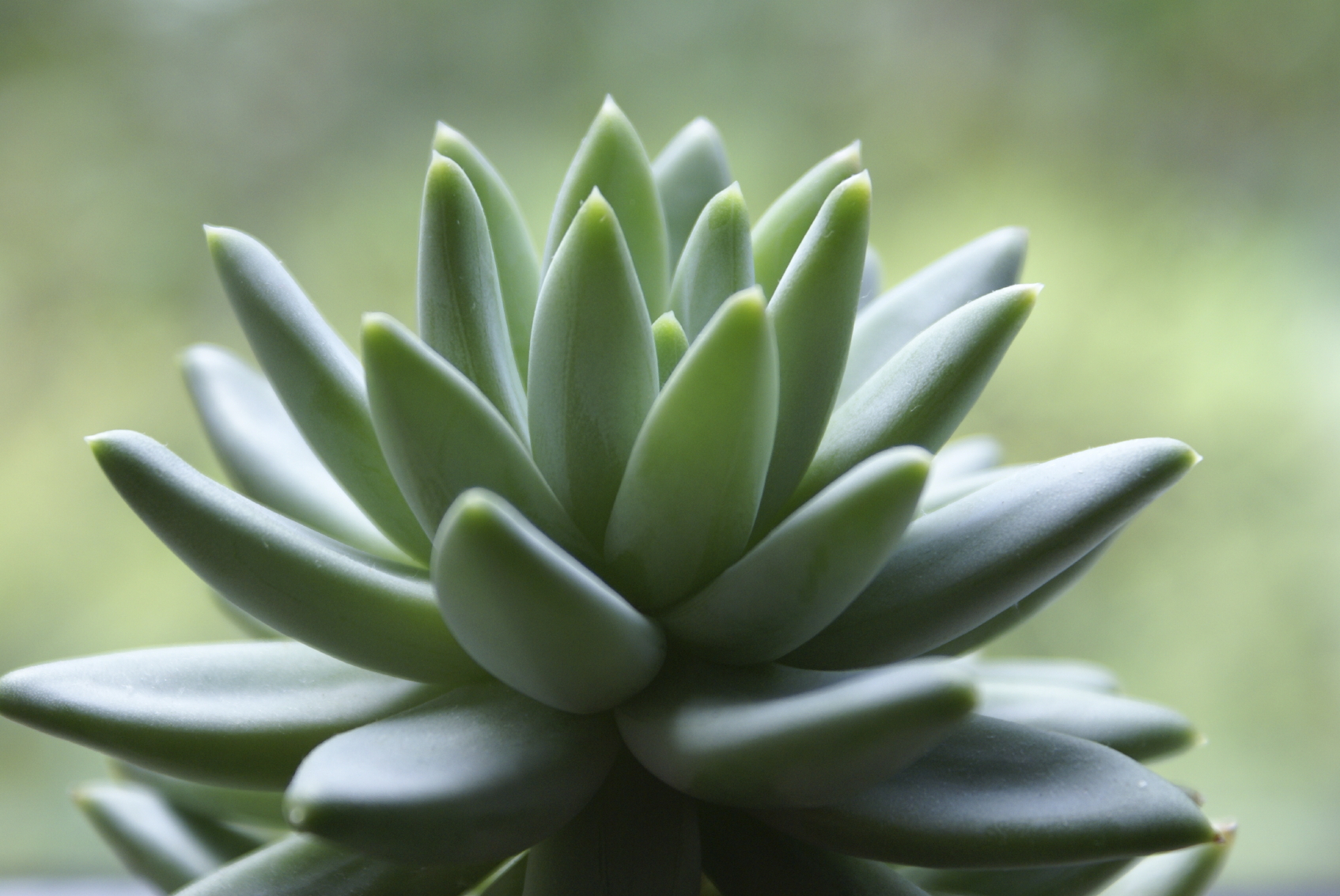 Home Landsburg Landscape Nursery