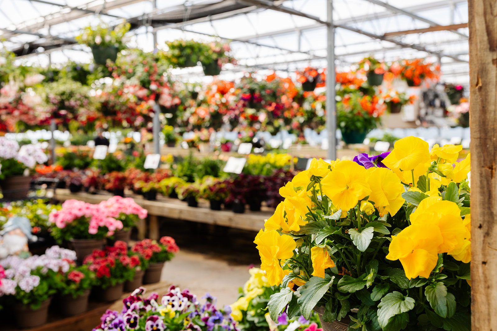 Landsburg Landscape Nursery / / 2026
