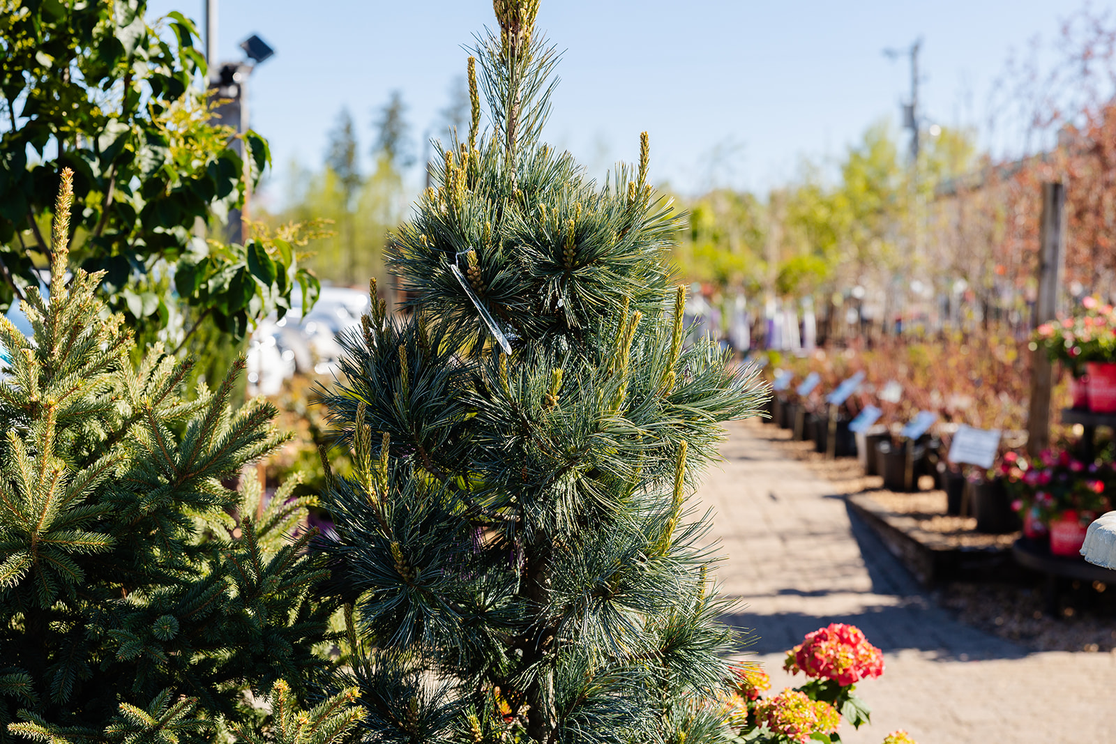 Landsburg Landscape Nursery / / 2026