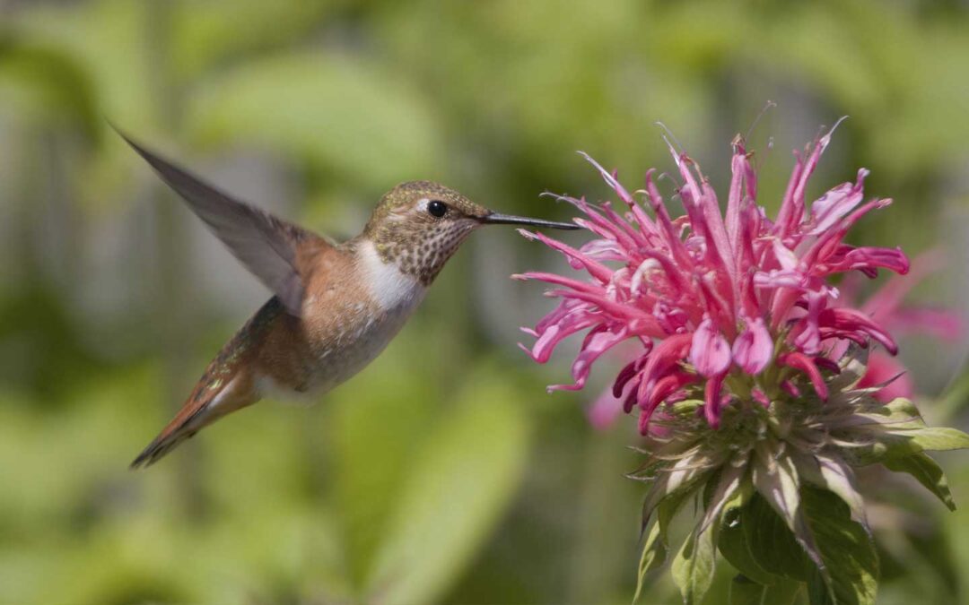 Plants-that-Attract-Hummingbirds