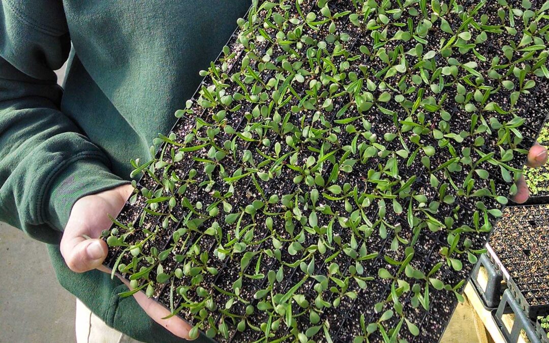 When-Can-i-Start-Seeds