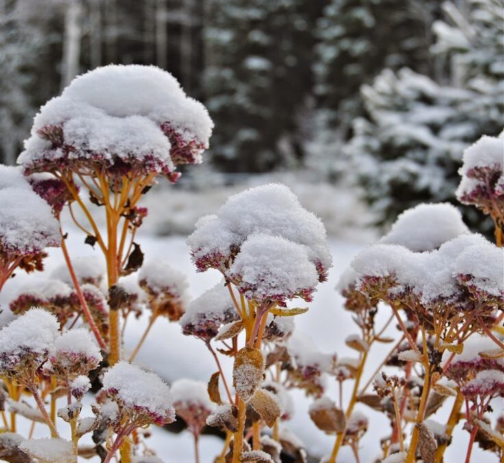 sedum with snow